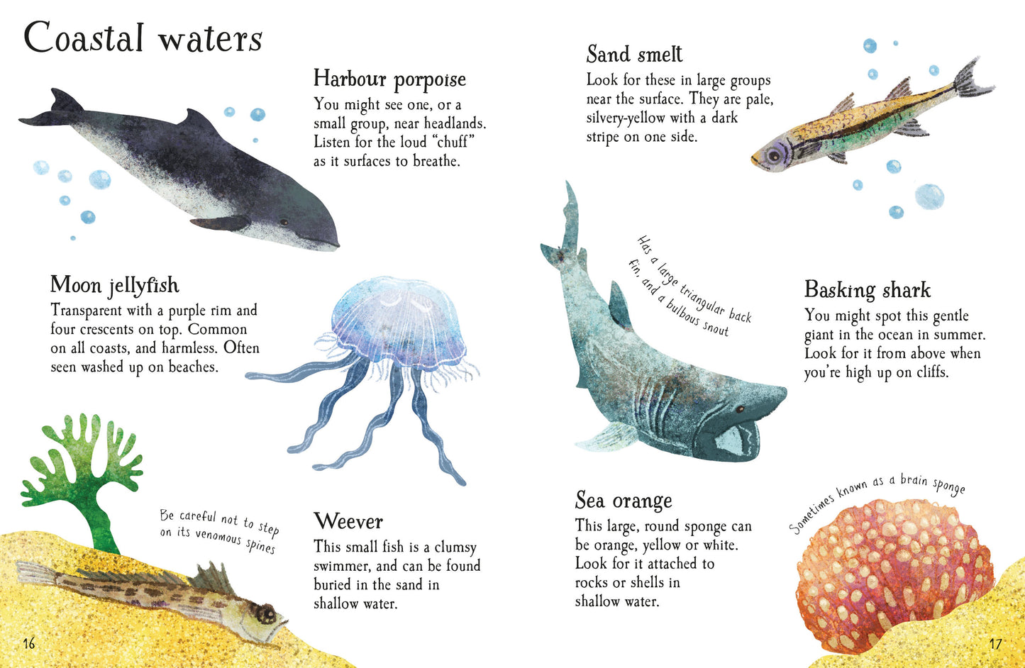 Usborne Minis: Seashore Life to Spot