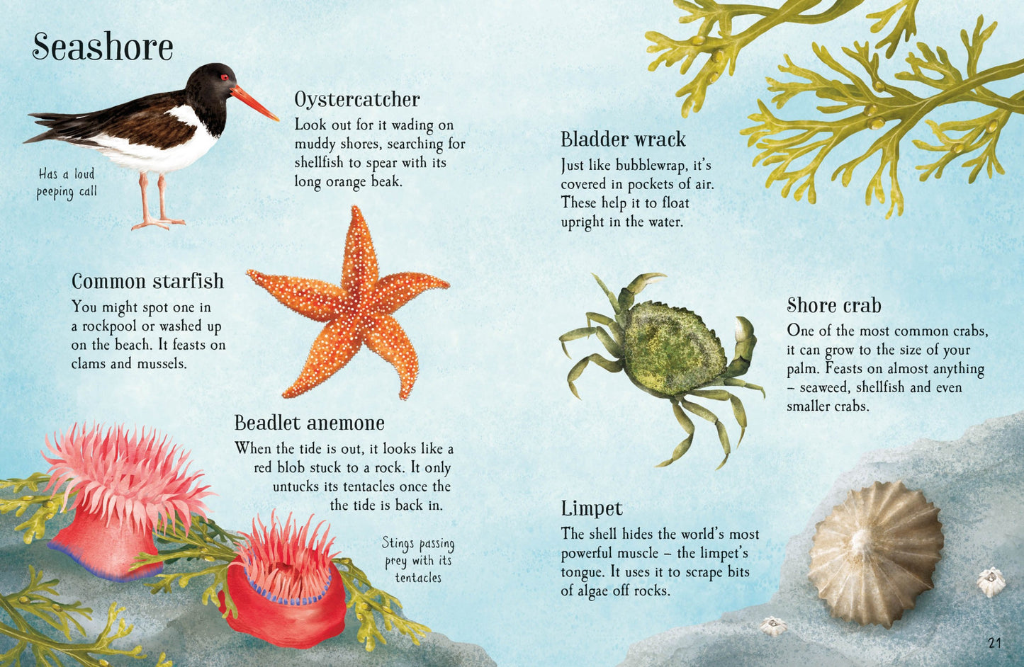 Things to Spot in Summer