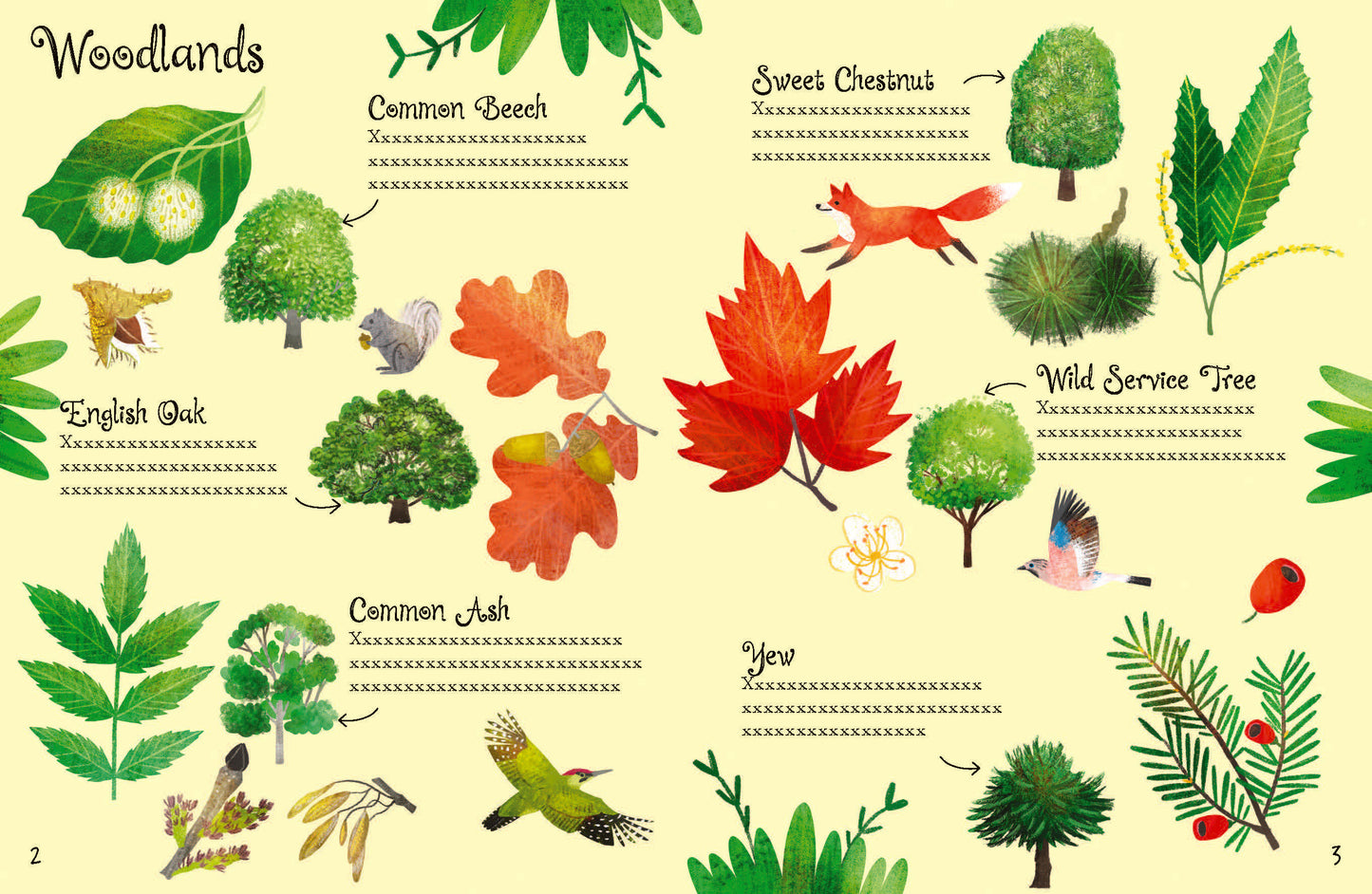 Usborne Minis: Trees To Spot