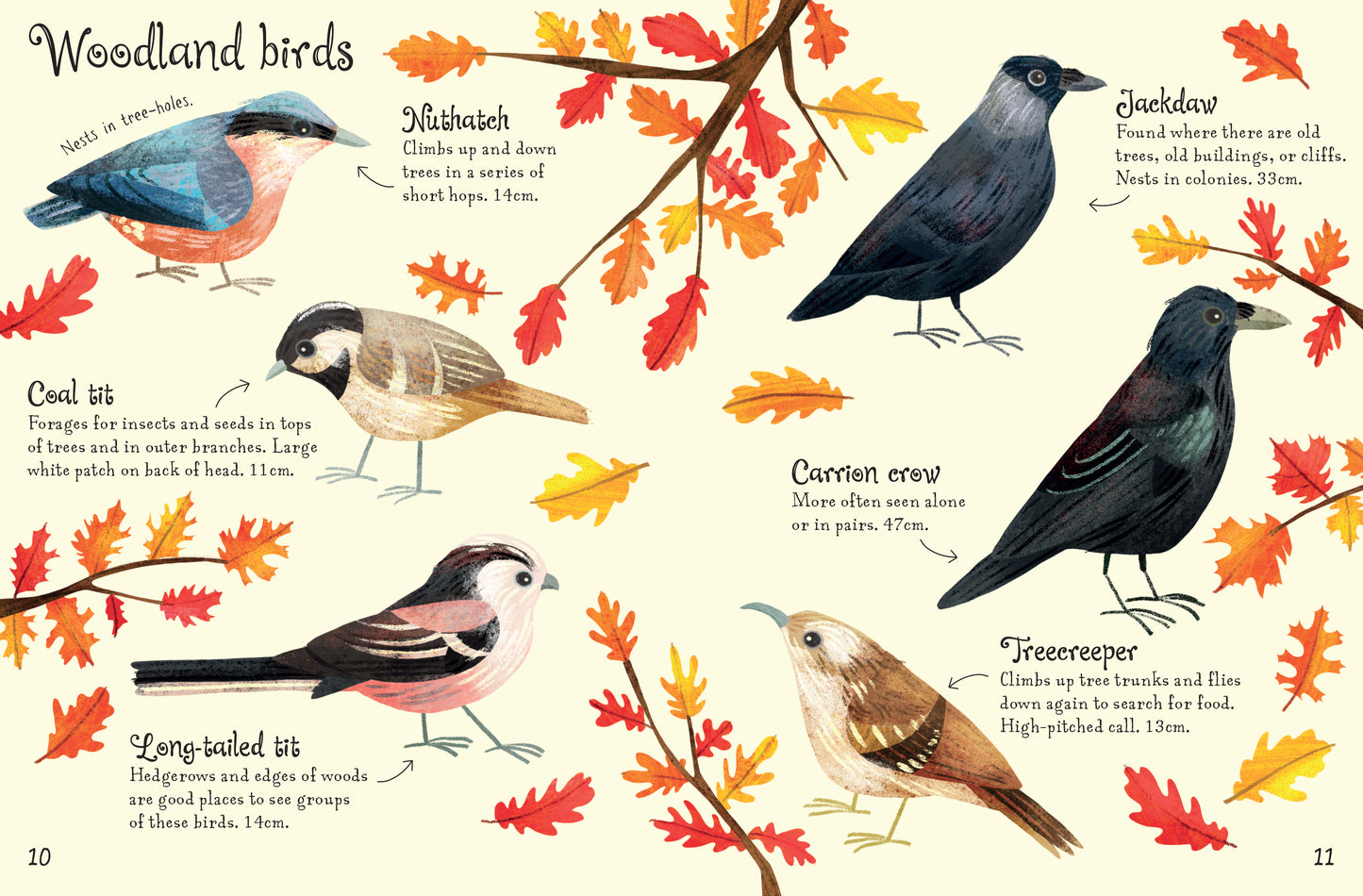 Usborne Minis: Birds to Spot