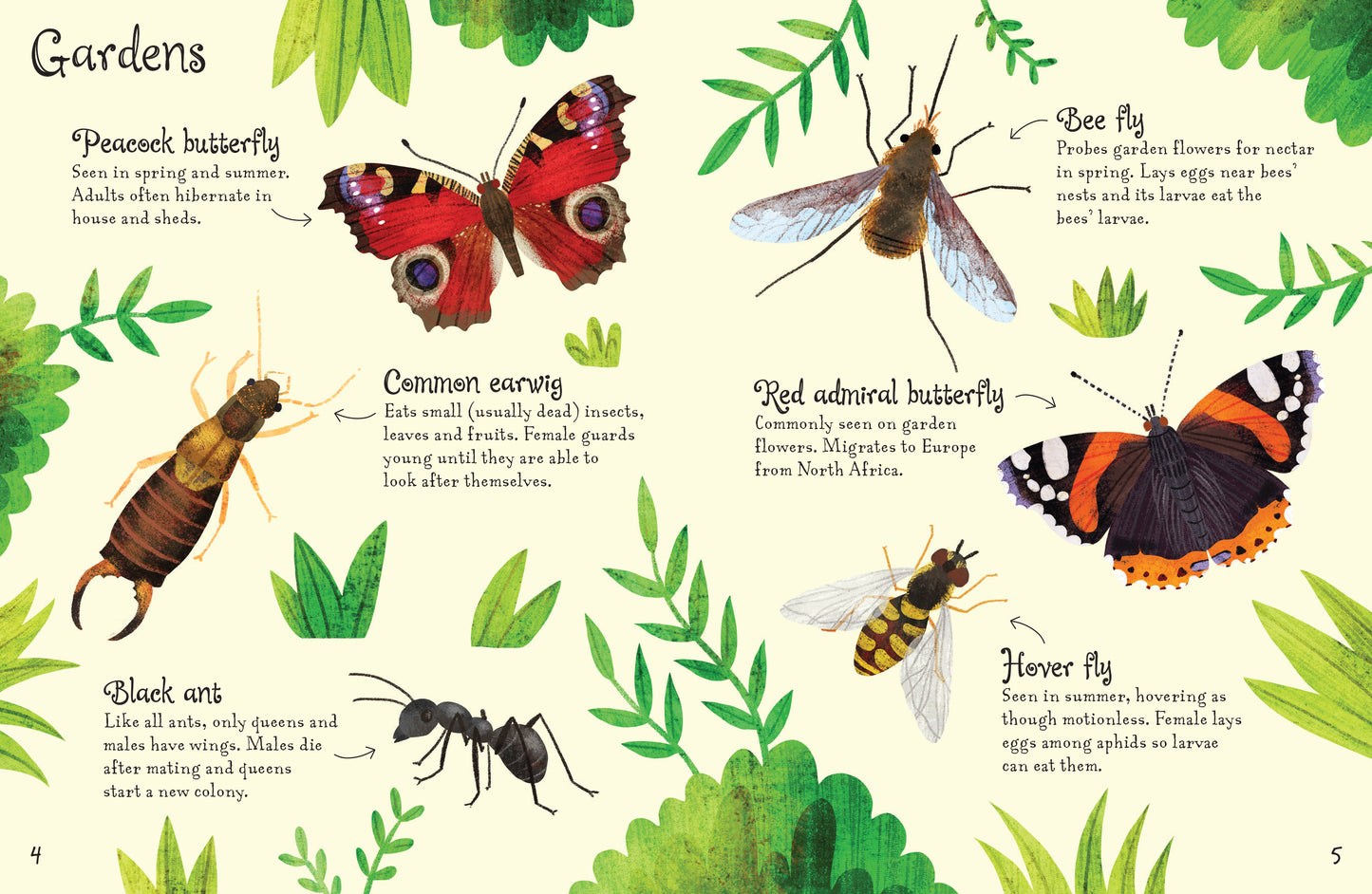Usborne Minis: Bugs to Spot