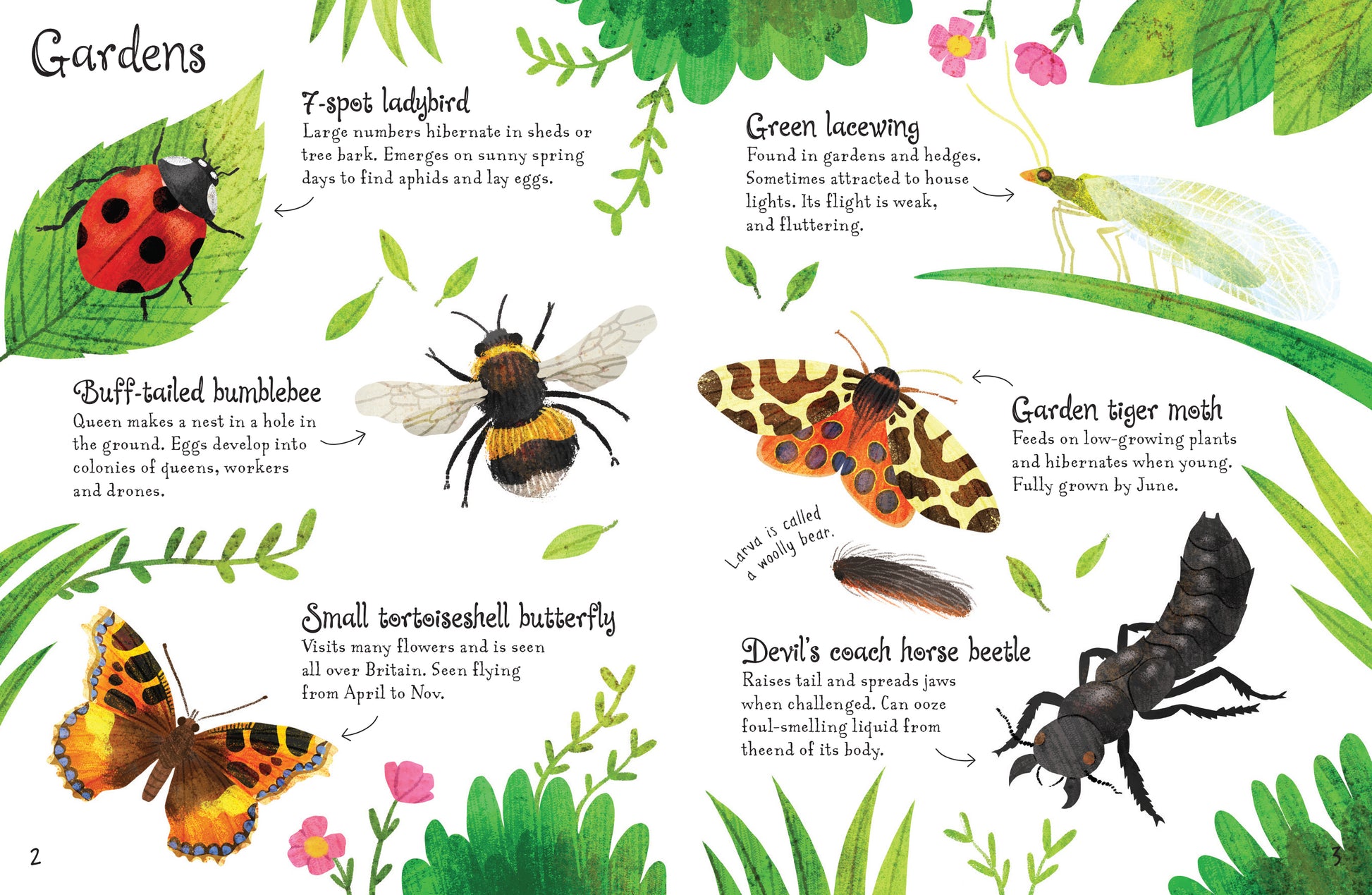 Usborne Minis: Bugs to Spot