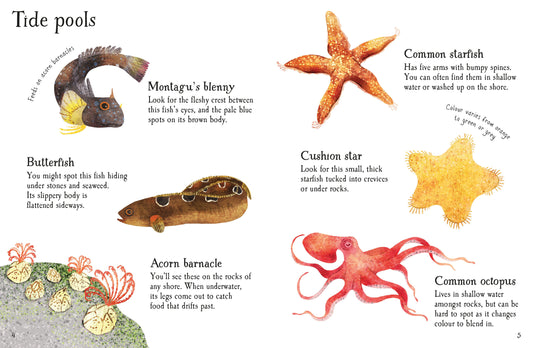 Usborne Minis: Seashore Life to Spot