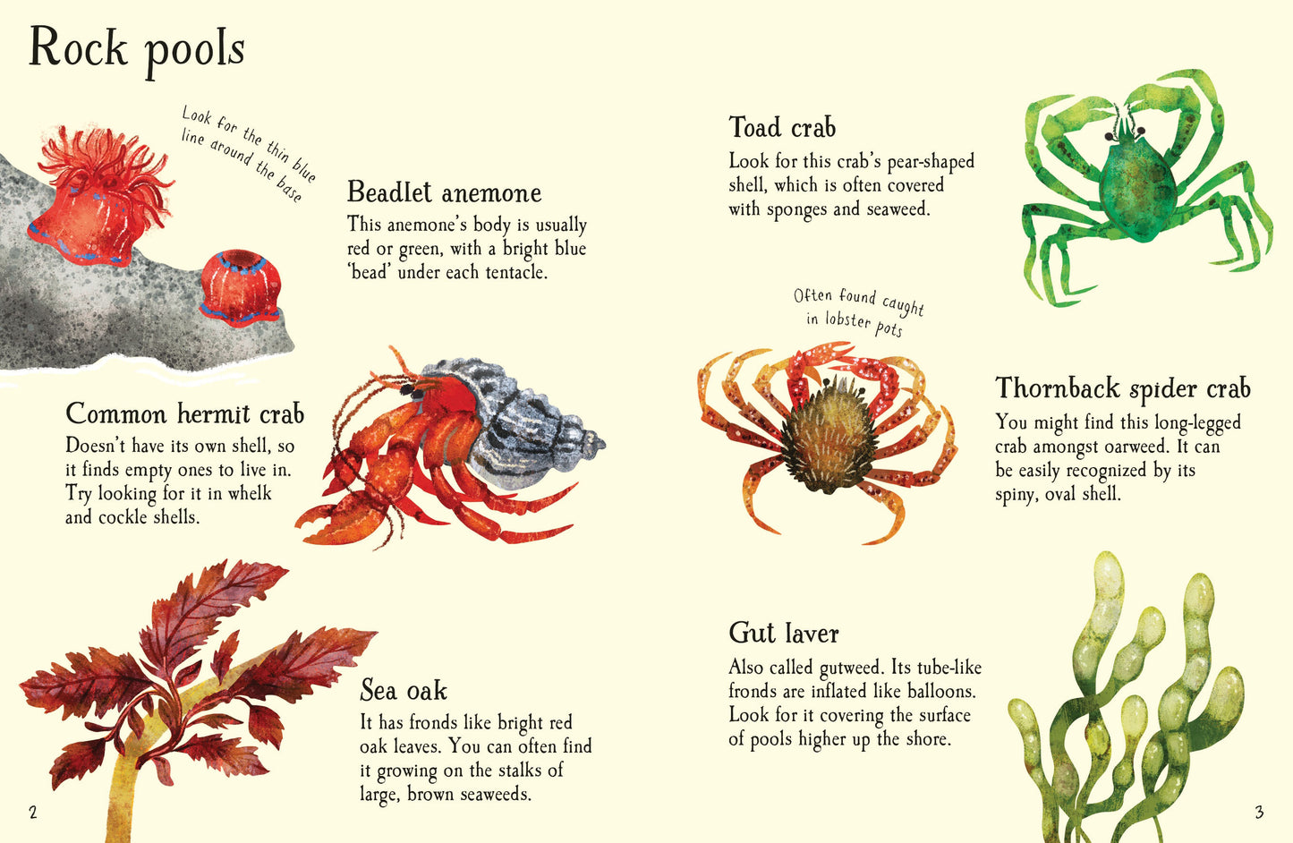 Usborne Minis: Seashore Life to Spot